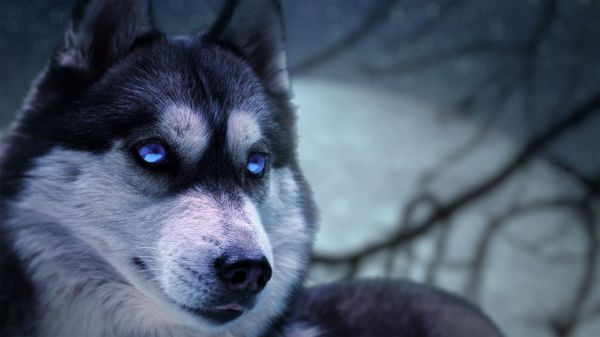 Installation d'enregistreur vidéo Milestone Husky pour vos caméras de vidéoprotection dans la Loire et le Rhône